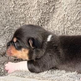 Black tri - Black and white male American Corgi puppy in Pioneer, Michigan from Country Corners Corgis