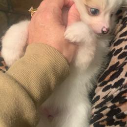Girl 1 - White female Pomeranian puppy in Gotha, Florida from Jazzi’s Poms