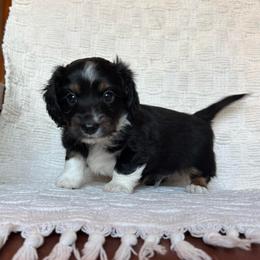 Dip - Black and tan male Dachshund puppy in Hawley, Texas from Foxy’s Dachshunds & Toy Aussies