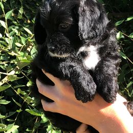 Cavalier King Charles Spaniel and Cavapoo Puppies from Small Town Cavaliers