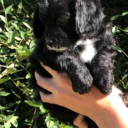 Cavalier King Charles Spaniel and Cavapoo Puppies from Small Town Cavaliers