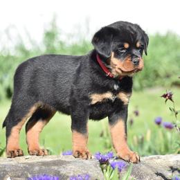 Viola - Black and mahogany female Rottweiler puppy in Catawissa, Pennsylvania from Sharp Ridge Rottweilers