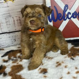 Miniature Schnauzer Puppies from Forever Schnauzers