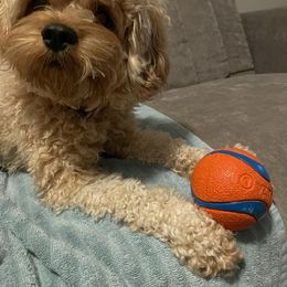 Cavalier King Charles Spaniel and Cavapoo All Grown Up from Terrace Cavaliers and Cavapoo’s