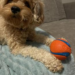 Cavalier King Charles Spaniel and Cavapoo All Grown Up from Terrace Cavaliers and Cavapoo’s