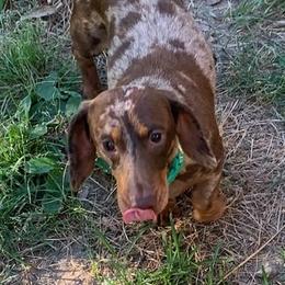 Dachshunds and Dalmatians from Sho Me Spots