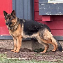 Kiki - German Shepherd