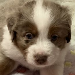 Boy 1 - Red merle Miniature Australian Shepherd puppy in Corydon, Indiana from Arbuckle’s Lookin Good Aussies (LGA)