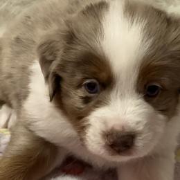 Boy 1 - Red merle Miniature Australian Shepherd puppy in Corydon, Indiana from Arbuckle’s Lookin Good Aussies (LGA)