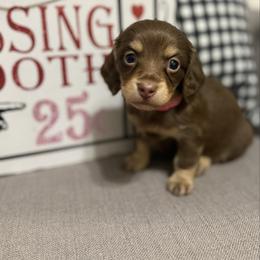Jenna - Chocolate and cream female Dachshund puppy in Fort Gibson, Oklahoma from Cooper’s Dachshunds