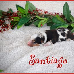 Santiago - Blue merle male Miniature Australian Shepherd puppy in Madisonville, Texas from Flying LL Aussies