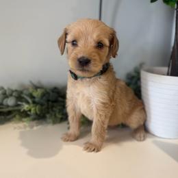 Annie - Apricot female Goldendoodle puppy in Ambrose, Georgia from Brandilyn's Aussies