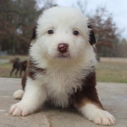 Cinnamonroll-1000 - Red tri-color male Australian Shepherd puppy in Star City, Arkansas from Blush & Lace Aussie Co.