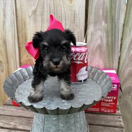 Pink girl - Black and silver female Miniature Schnauzer puppy in Garrison, Texas from RNH Schnauzers