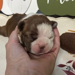 Maple - Red female Boston Terrier puppy in Peru, Indiana from Angie's Little Bostons And Frenchies