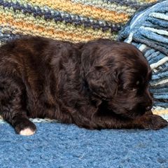 Tamia - Brindle female Double Doodle puppy in Chesapeake, Virginia from Doodle-Cove