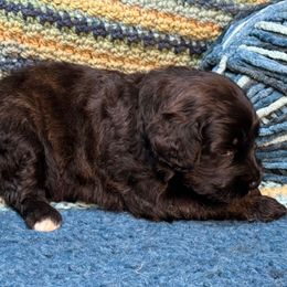 Tamia - Brindle female Double Doodle puppy in Chesapeake, Virginia from Doodle-Cove