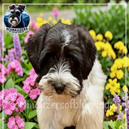 ADELE - Miniature Schnauzer