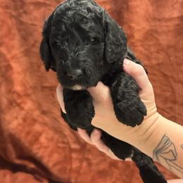 Orange Collar - Black male Poodle puppy in Chino Valley, Arizona from Whiskey Row Royals
