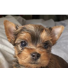 Pomeranian and Yorkshire Terrier Puppies from Chasing Rainbows Yorkies