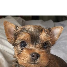 Pomeranian and Yorkshire Terrier Puppies from Chasing Rainbows Yorkies