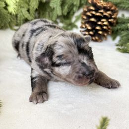 Holly - Blue merle female Miniature American Shepherd puppy in Idaho Falls, Idaho from Sugartop Minis