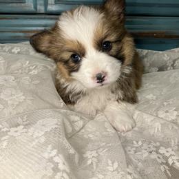 Pembroke Welsh Corgi Puppies from Nielsen's Straight Arrow Corgis