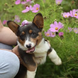 Boy 1 - Blue male Pembroke Welsh Corgi puppy in Ocala, Florida from Dolan Farms Corgis