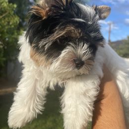 Biewer Terrier and Yorkshire Terrier Puppies from York Town California