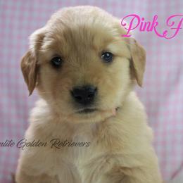 Pink Girl - Golden female Golden Retriever puppy in Otis Orchards, Washington from Sunlite Golden Retrievers