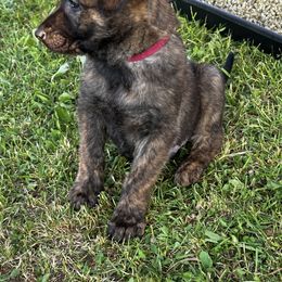 Dutch Shepherd Puppies from Sugar Island Dutch Shepherds