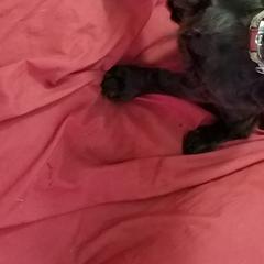 Boykin Spaniels from Bear Creek Boykin Spaniels