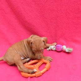 Vizsla Puppies from Summit Vizsla (we can deliver to you)