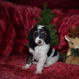 Vixen - G3 Red Female - Parti female Poodle puppy in Nelson, Missouri from MD Triple Creek Ranch