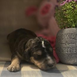 Aurora - Phantom female Goldendoodle puppy in Freedom, New York from Samantha's Goldendoodles