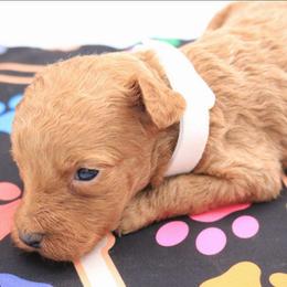 White - Caramel female Labradoodle puppy in Lexington Park, Maryland from SUNNY SIDE DOODLES