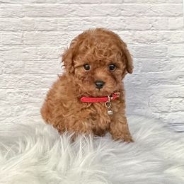 Kali (AKC) - Red  female Poodle puppy in Riverside, California from Red Toy Poodle World
