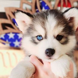 Celebi - Tri-color Pomsky puppy in Sumter, South Carolina from Emerald Skies Pomskies