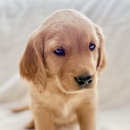 Companion Cross Puppies from Happy Tails Mini Goldens
