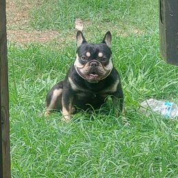 Ranger - French Bulldog