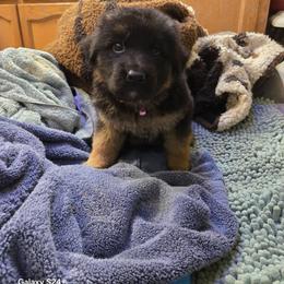 Victor - Black and red male German Shepherd puppy in Coupeville, Washington from Von Hilkey Shepherds