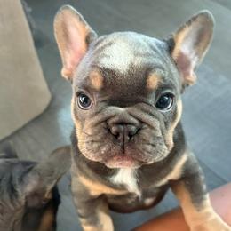 Foster - Tricolors male French Bulldog puppy in Sweet Home, Oregon from Foster Lake Frenchies