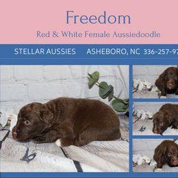 Freedom - Brown and white female Aussiedoodle puppy in Asheboro, North Carolina from Stellar Aussies