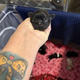 Yellow collar - Black male Shih Tzu puppy in Kosciusko, Mississippi from The Dog House LLC