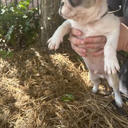 French Bulldog Puppies from Southern Mississippi Frenchies