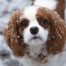 Zinnia - Cavalier King Charles Spaniel