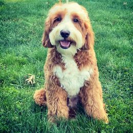 Roo - Goldendoodle