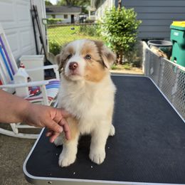 Australian Shepherd Puppies from Starlit Grove Australian Shepherds