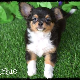 Barbie - Black and tan female Chihuahua puppy in Demorest, Georgia from Sourpatch Chihuahuas