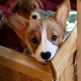 Princess Kate - Red female Pembroke Welsh Corgi puppy in Parsons, Tennessee from Classy Country Corgis